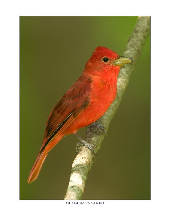 113-1 summer tanager.jpg